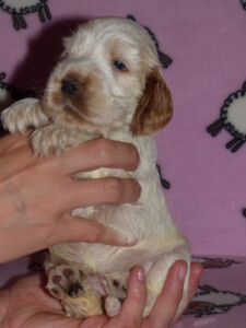 Hecilia dell'Amarettini (4 Wochen)