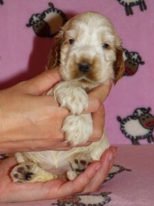 Hecilia dell'Amarettini (4 Wochen)