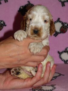 Hecilia dell'Amarettini (4 Wochen)