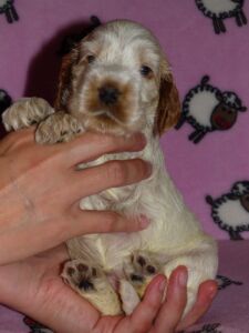 Hecilia dell'Amarettini (4 Wochen)