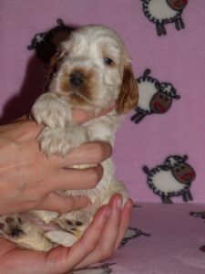 Hecilia dell'Amarettini (4 Wochen)