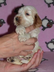 Hecilia dell'Amarettini (4 Wochen)