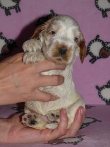 Hecilia dell'Amarettini (4 Wochen)