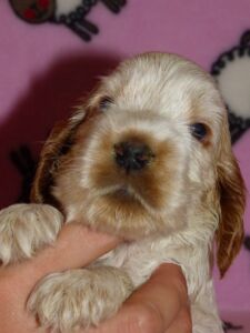 Hecilia dell'Amarettini (4 Wochen)