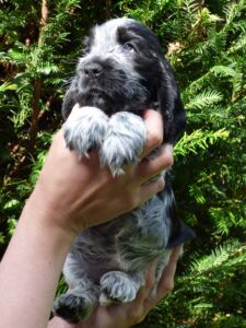 Horatia dell'Amarettini (6 Wochen)