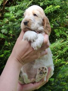 Hecilia dell'Amarettini (6 Wochen)