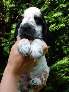 Henrico dell'Amarettini (6 Wochen)