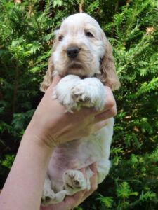 Horatio dell'Amarettini (6 Wochen)