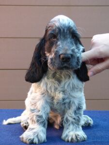 Henrico dell'Amarettini (9 Wochen)