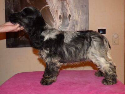 Hemilio dell'Amarettini (4 Monate)