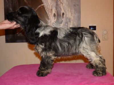 Hemilio dell'Amarettini (4 Monate)