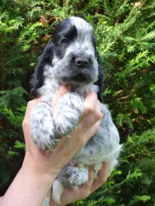 Hemilio dell'Amarettini (6 Wochen)