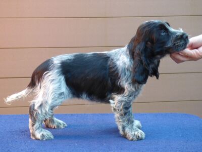 Horatia dell'Amarettini (9 Wochen)