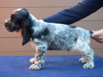 Hemilio dell'Amarettini (9 Wochen)