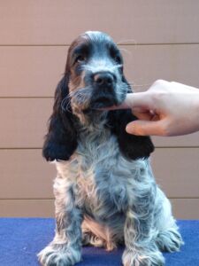 Hemilio dell'Amarettini (9 Wochen)