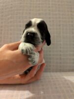 Ignacio dell'Amarettini (3 Wochen)