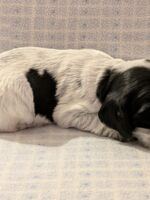 Ignacio dell'Amarettini (3 Wochen)