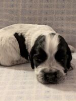 Ignacio dell'Amarettini (3 Wochen)