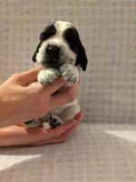 Innocenzo dell'Amarettini (3 Wochen)