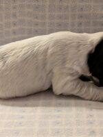 Innocenzo dell'Amarettini (3 Wochen)