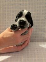 Ilario dell'Amarettini (3 Wochen)