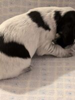 Ilario dell'Amarettini (3 Wochen)