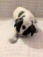 Ilario dell'Amarettini (3 Wochen)