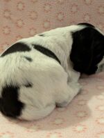 In honorem Tini dell'Amarettini (3 Wochen)