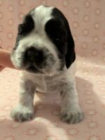 In honorem Tini dell'Amarettini (3 Wochen)