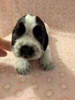 In honorem Tini dell'Amarettini (3 Wochen)