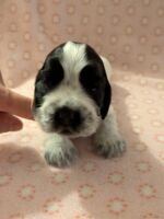 In honorem Tini dell'Amarettini (3 Wochen)