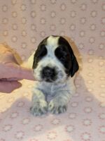 In honorem Tini dell'Amarettini (3 Wochen)