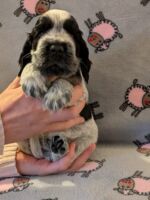 Ignacio dell'Amarettini (5 Wochen)