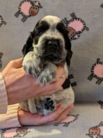 Ignacio dell'Amarettini (5 Wochen)