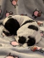 Ignacio dell'Amarettini (5 Wochen)