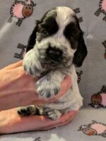 Innocenzo dell'Amarettini (5 Wochen)