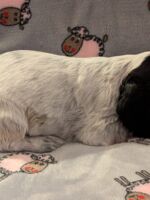 Innocenzo dell'Amarettini (5 Wochen)