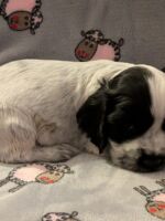 Innocenzo dell'Amarettini (5 Wochen)