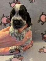 Ilario dell'Amarettini (5 Wochen)