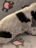 Ilario dell'Amarettini (5 Wochen)