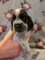 Ilario dell'Amarettini (5 Wochen)