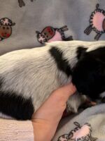 Ilario dell'Amarettini (5 Wochen)