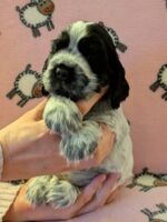 In honorem Tini dell'Amarettini (5 Wochen)