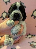 In honorem Tini dell'Amarettini (5 Wochen)