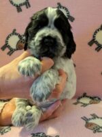 In honorem Tini dell'Amarettini (5 Wochen)