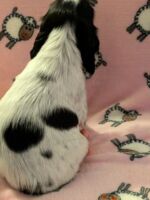 In honorem Tini dell'Amarettini (5 Wochen)