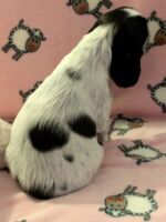 In honorem Tini dell'Amarettini (5 Wochen)