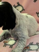 In honorem Tini dell'Amarettini (5 Wochen)