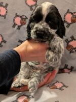 Innocenzo dell'Amarettini (7½ Wochen)