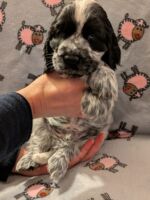 Innocenzo dell'Amarettini (7½ Wochen)